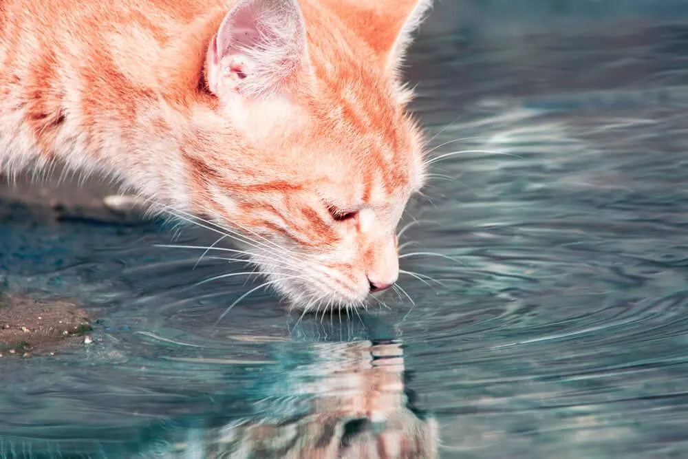 Pije vaša mačka dostatok vody?