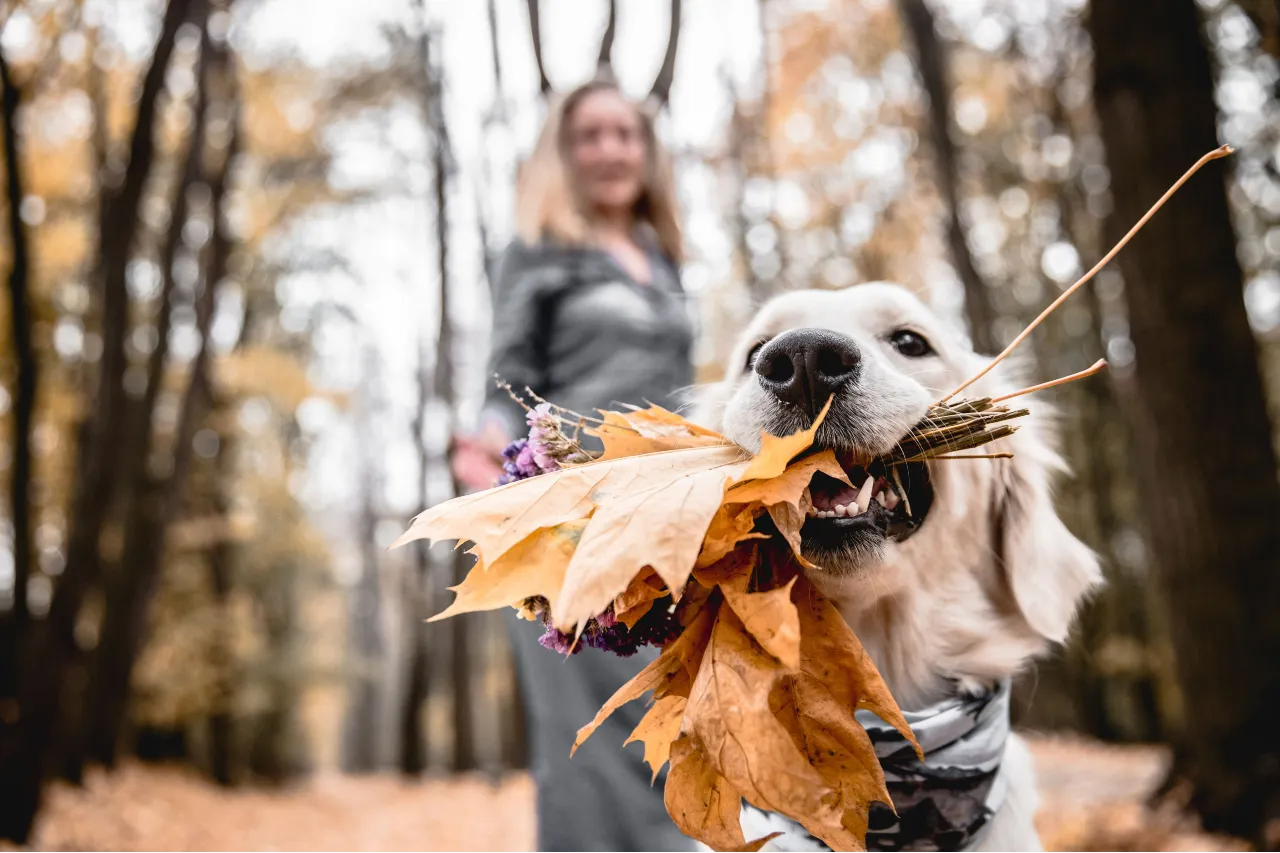 Jeseň so psom: Tipy na jesenné výlety na Slovensku