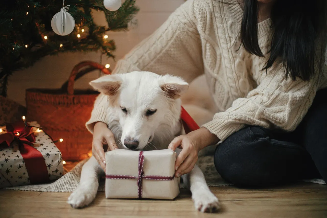 Na obrázku je biely pes ktorý si rozbaľuje vianočný darček 