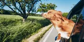 Tipy, ako sa pripraviť na cestovanie so psom