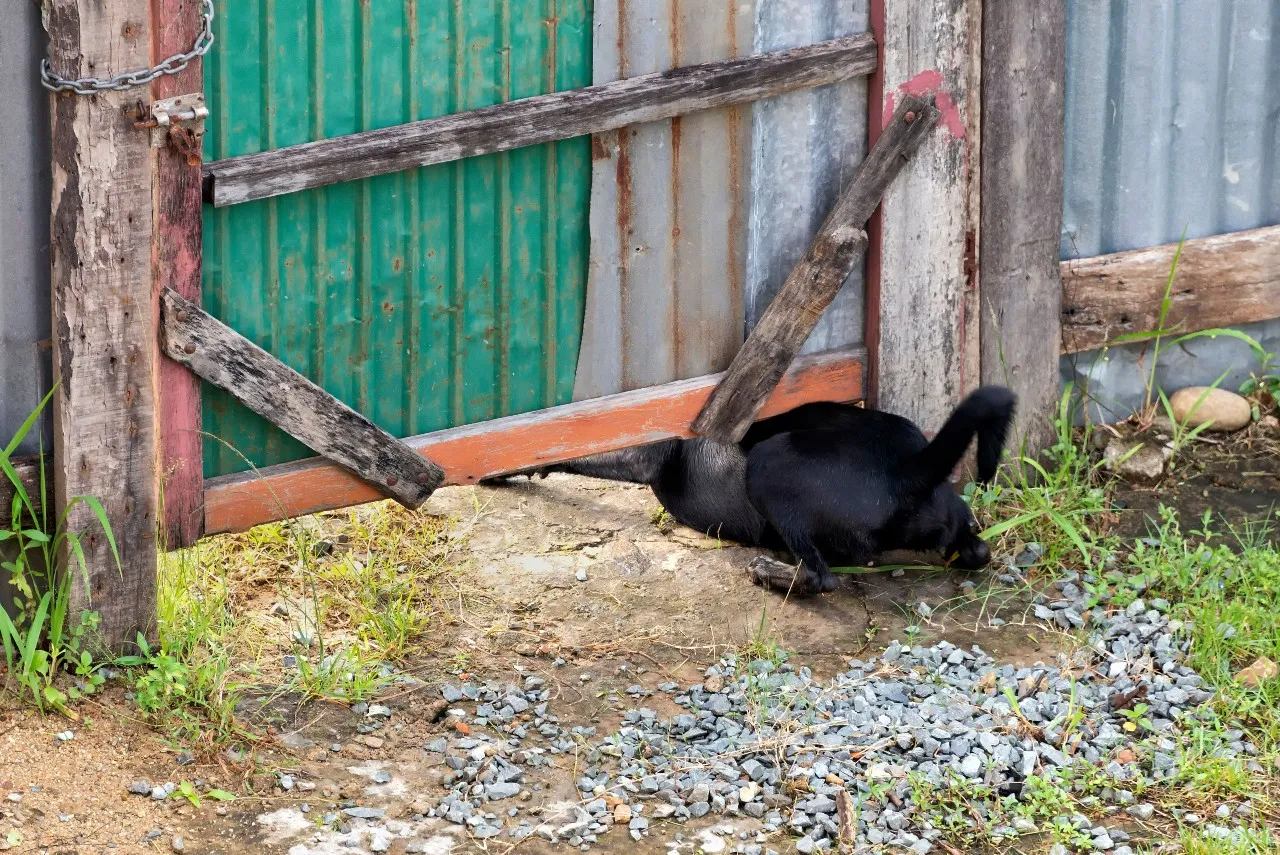 na obrázku je pes ktorý sa snaží podliezť plot