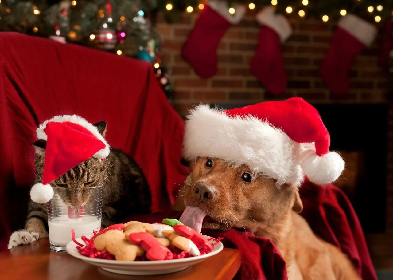 Tipy na originálne vianočné darčeky pre psov