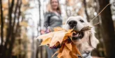 Jeseň so psom: Tipy na jesenné výlety na Slovensku