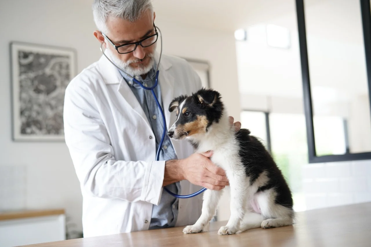 psik u veterinara