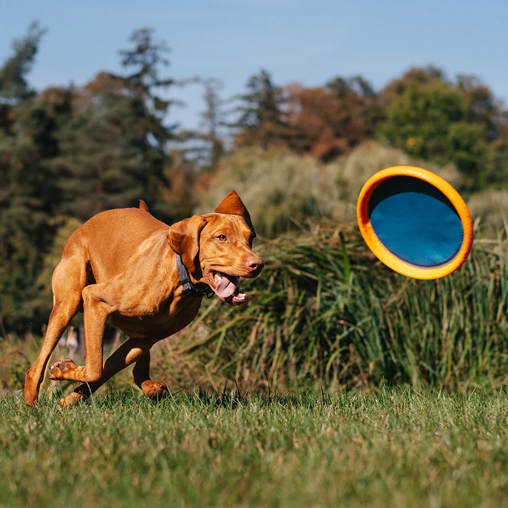 E×PLORER DOG Disk lietajúci AirDisc 24 cm 1×1 ks, lietajúci disk