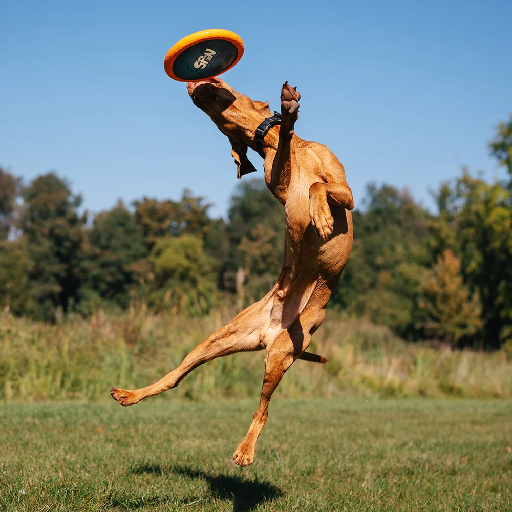 E×PLORER DOG Disk lietajúci AirDisc 24 cm 1×1 ks, lietajúci disk