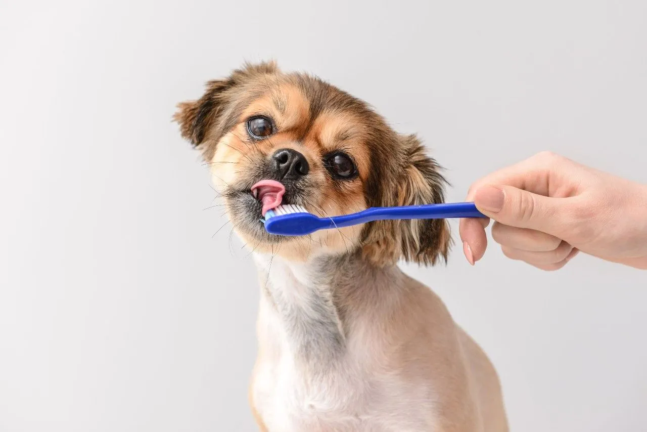 Zubný kameň u psov: Ako s ním zatočiť a ako na čistenie zubov