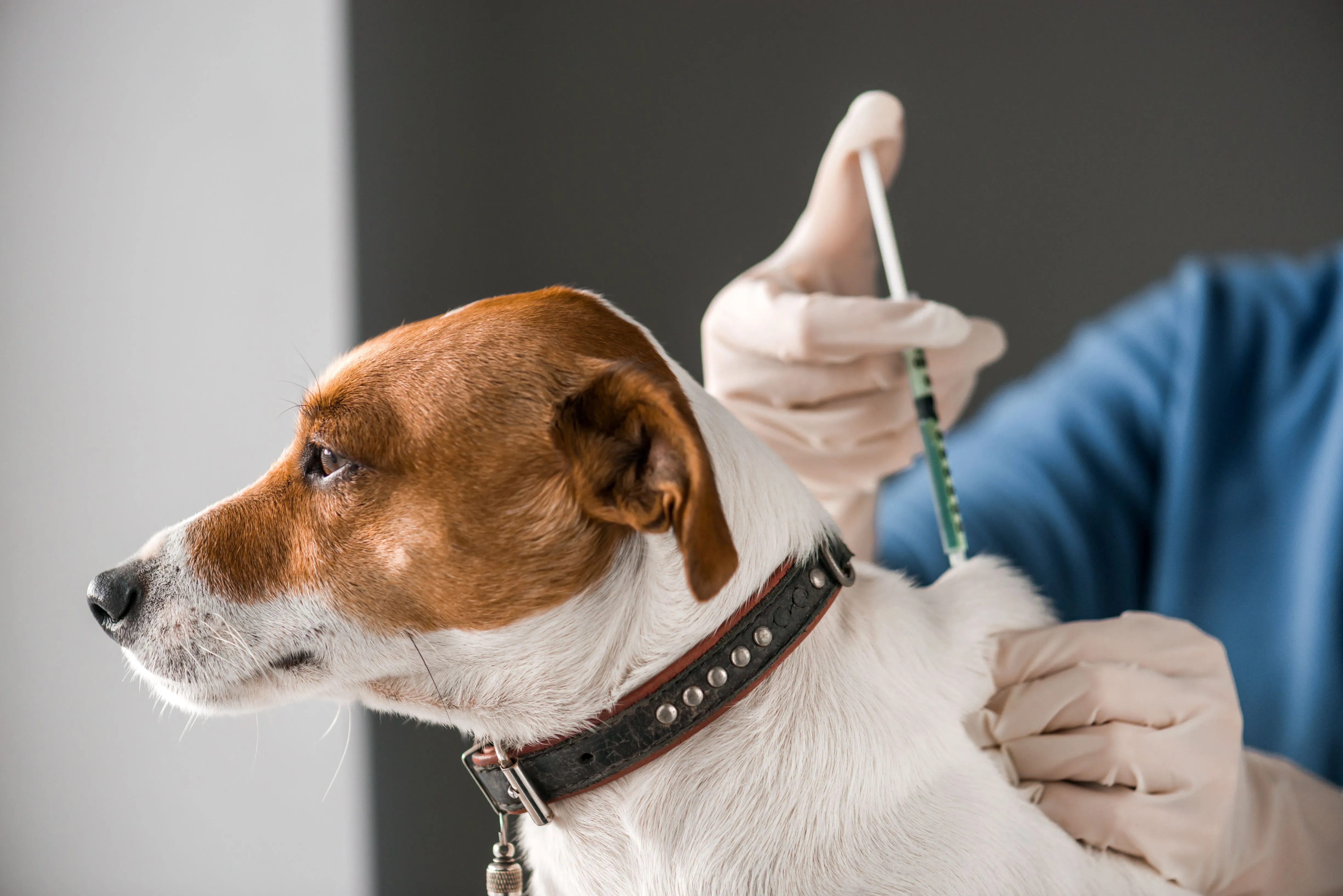 Pes a vakcinácia: Ako často očkovať proti besnote?