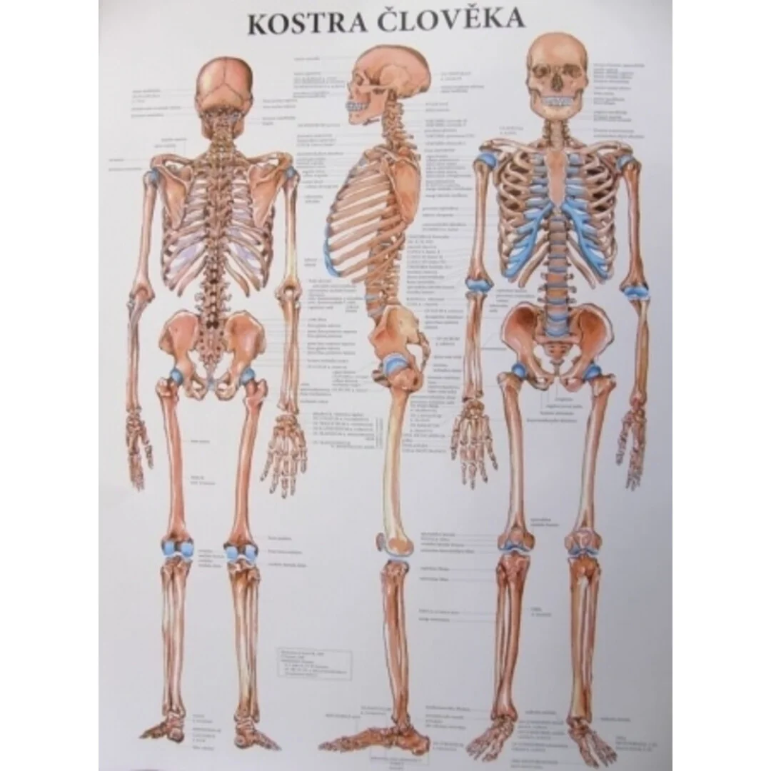 Kostra človeka 47x63cm