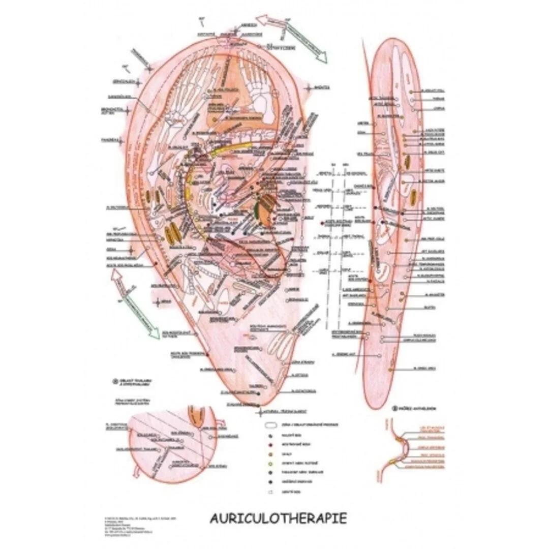 Aurikuloterapia 47x63cm