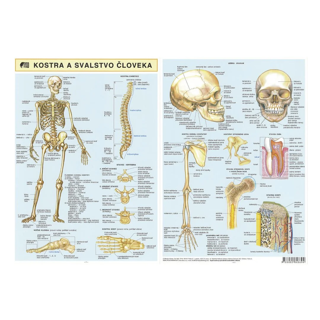 Kostra a svalstvo človeka - brožúra