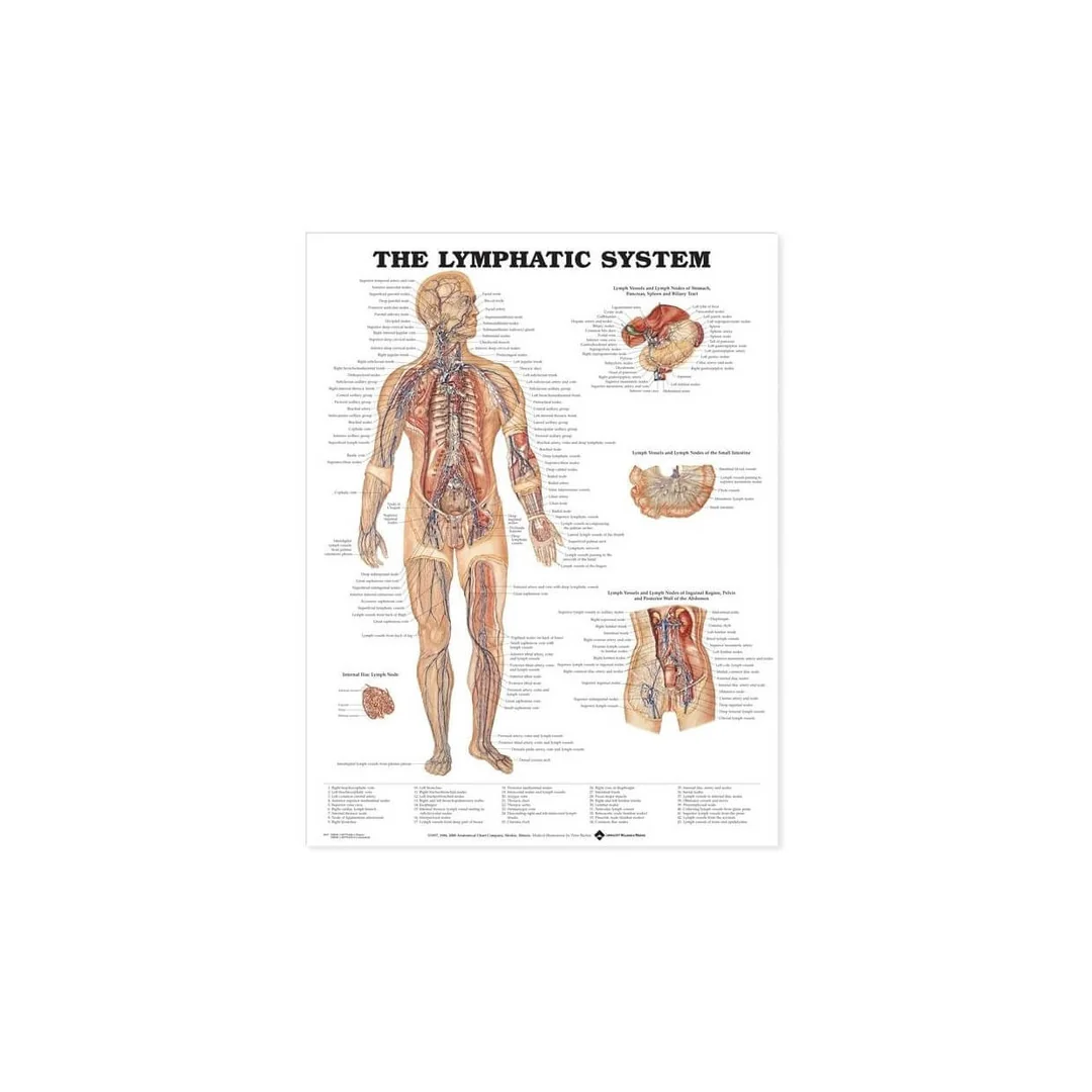 Lymfatický systém 50,8x66cm