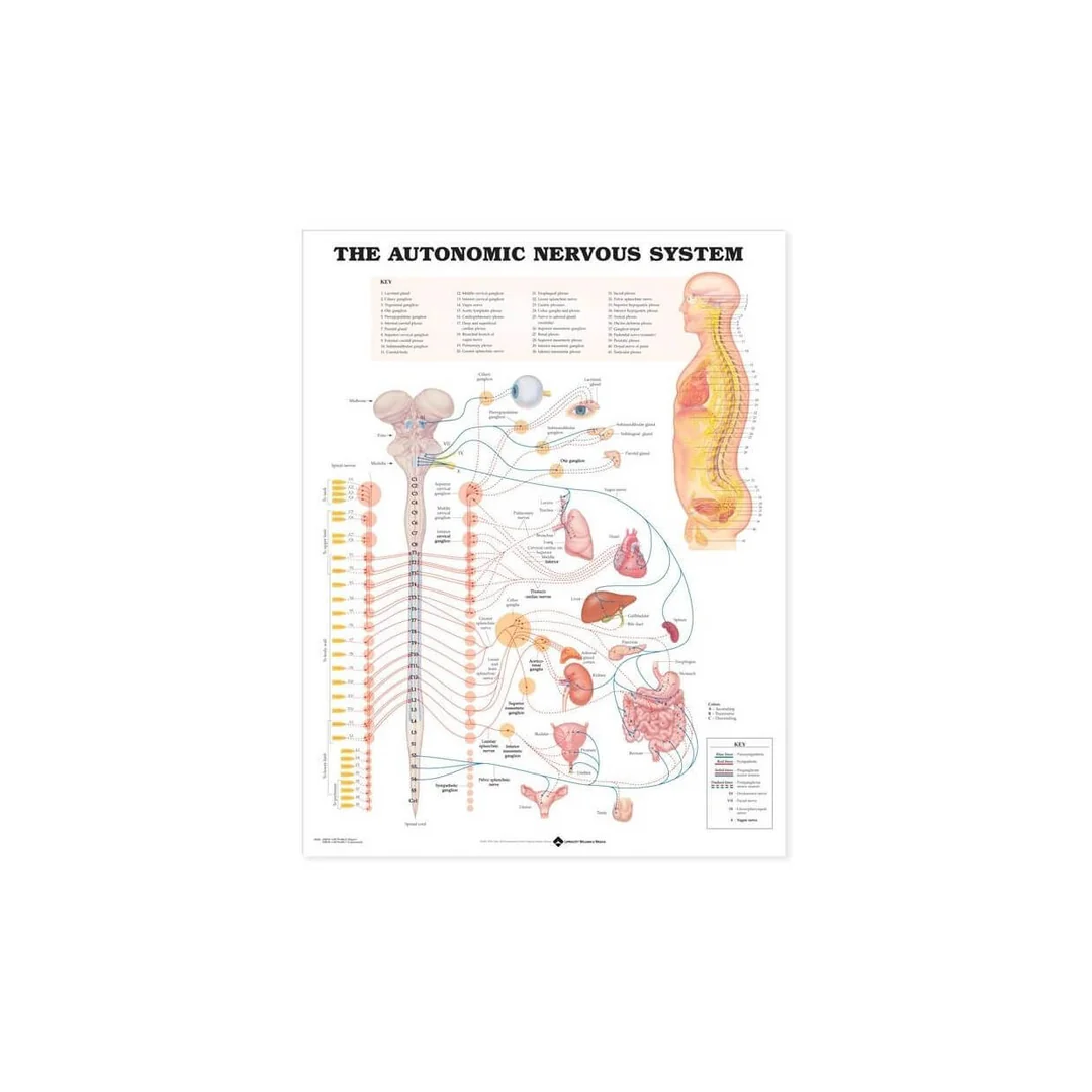 Autonómny nervový systém 50,8x66cm